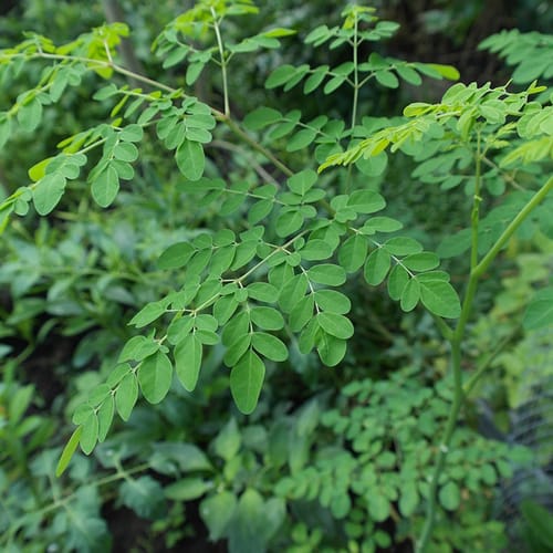 Feuilles moringa bienfaits